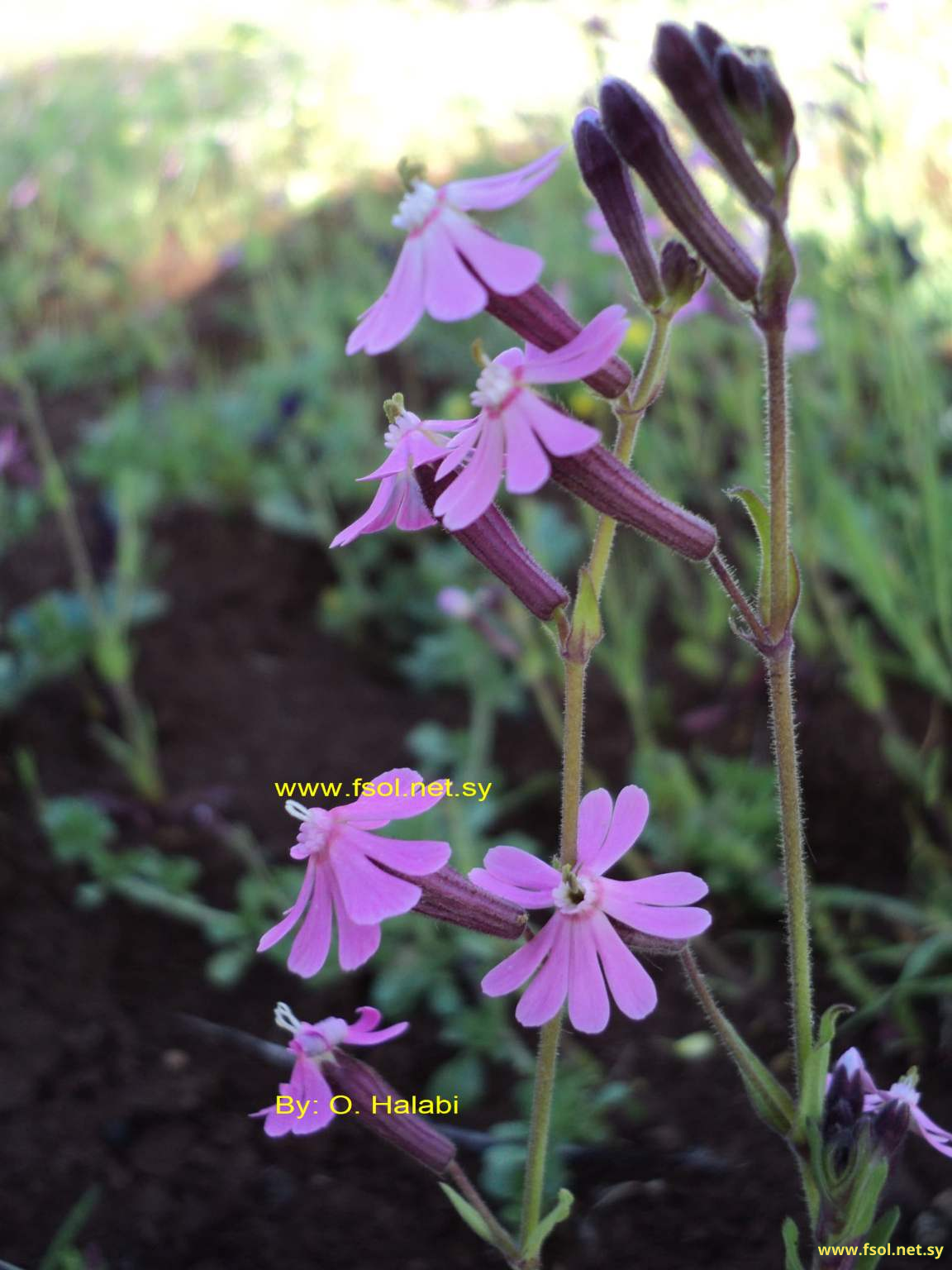 Silene damascena Boiss.